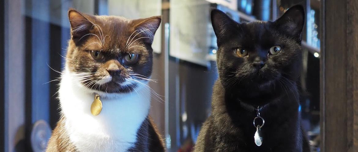 Java Whiskers UK